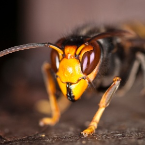 2342161_vespa_velutina