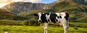 La Diputación convoca ayudas para el genotipado de terneras de raza frisona en explotaciones de vacuno de leche