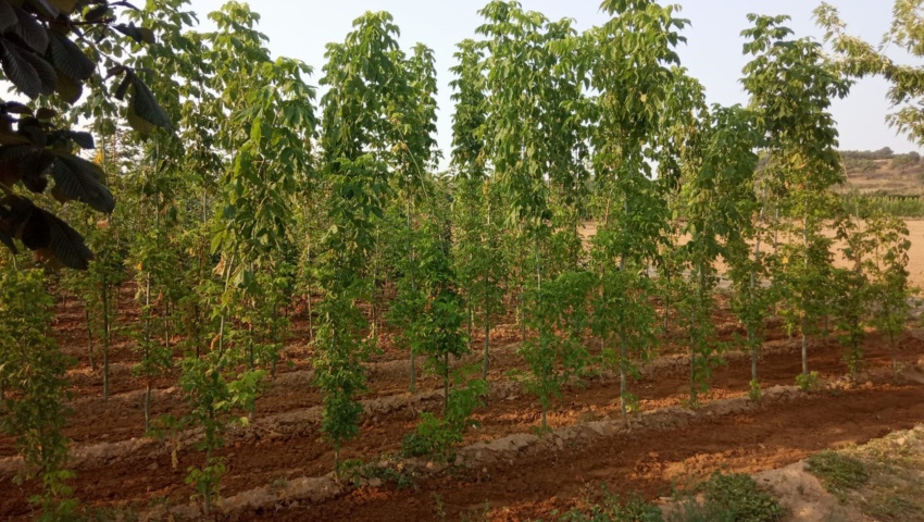 La Diputación ofrece árboles y plantas del vivero provincial a ayuntamientos y juntas vecinales