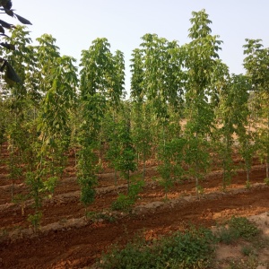 Vivero 1