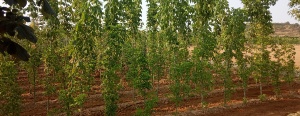 La Diputación ofrece árboles y plantas del vivero provincial a ayuntamientos y juntas vecinales
