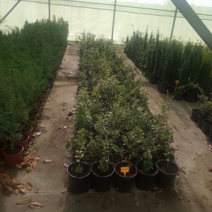 Vivero 2