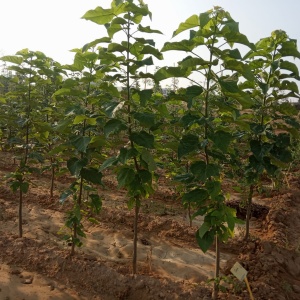 Vivero 3