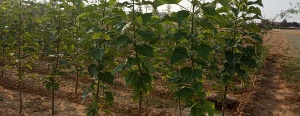 La Diputación de León impulsa una nueva campaña de distribución de árboles y plantas ornamentales para los municipios y juntas vecinales