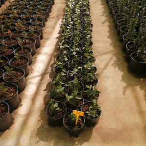 Vivero 4