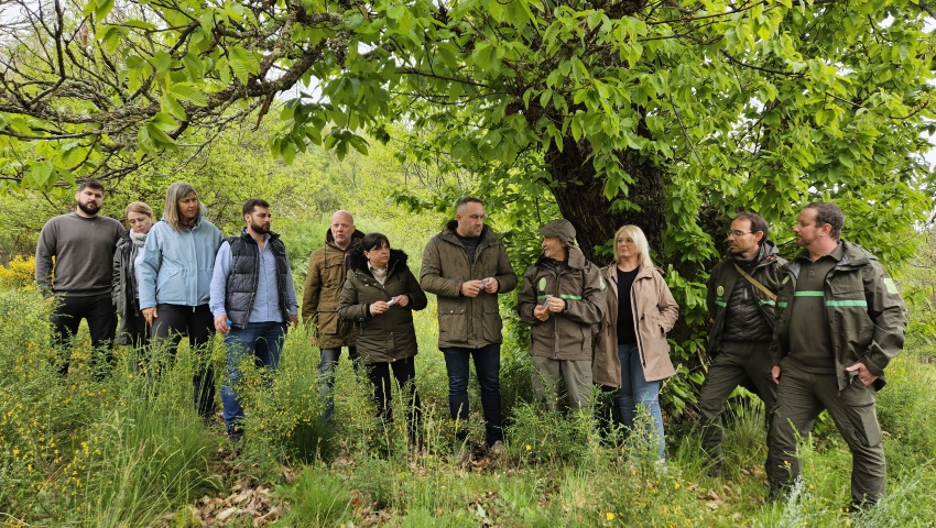 La Diputación destina 50.000 euros a la lucha contra la avispilla del castaño y alcanza los 301.700 euros invertidos